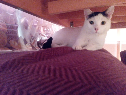 Carlo, gatito blanco con toque negro tímido y muy bueno esterilizado, nacido en Junio´14, en adopción. Valencia. ADOPTADO. 16640513520_c069e6e4f3
