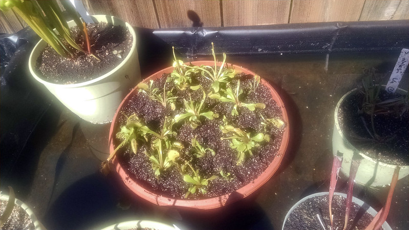 Venus flytrap (Dionaea muscipula) in a fresh pot.