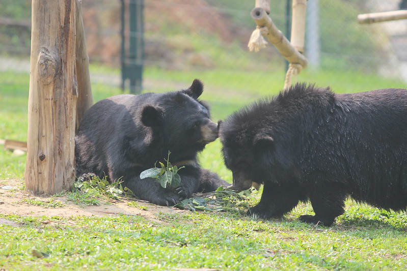 Mara (left) playing with Mausi (right) in their enclosure, VBRC