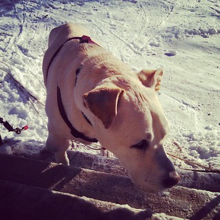 Monday already? And fresh snow... Zeus says Good Morning. #dogstagram #instadog #snow #seniordog #newengland