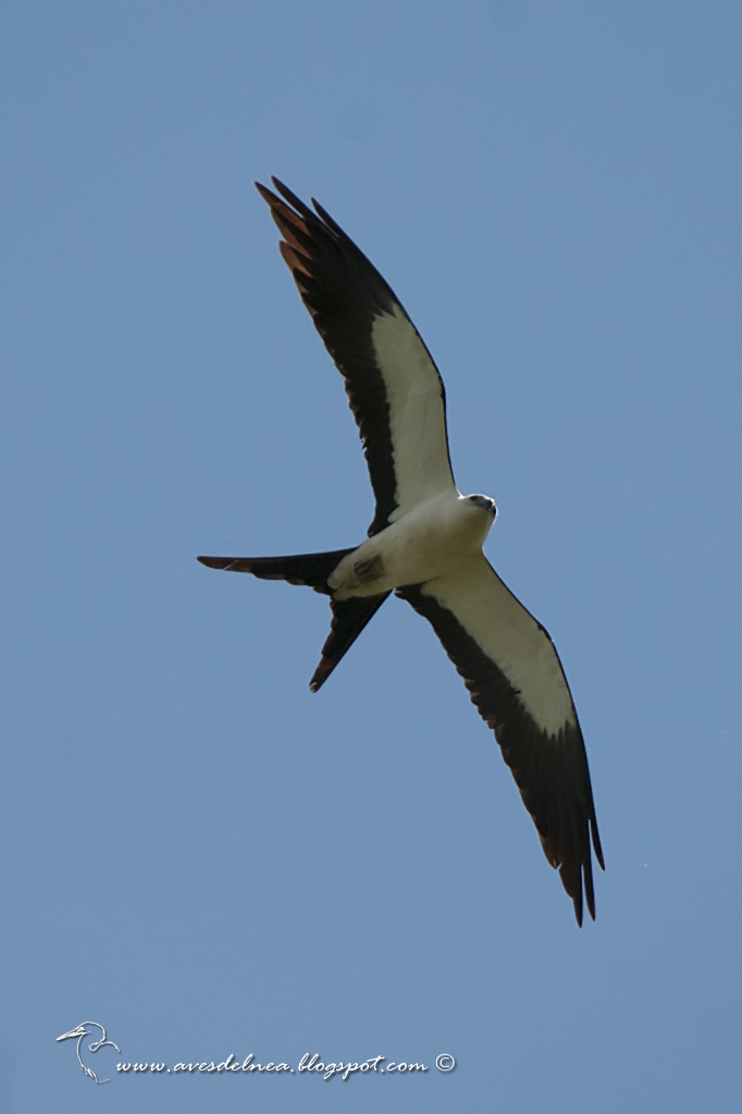 Milano tijereta (Swallow-tailed Kite) Elanoides forficatus