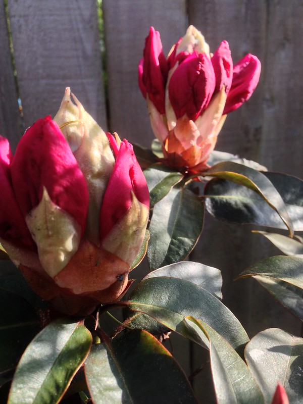 Rhododendron 'Ebony Pearl'