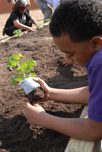 Miller Grove student loosening the plant’s roots before it gets planted. NRCS photo.
