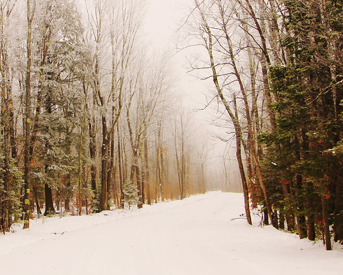 road trees winter mist snow nature wisconsin forest landscape woods frost nationalforest evergreen backroad hardwoods
