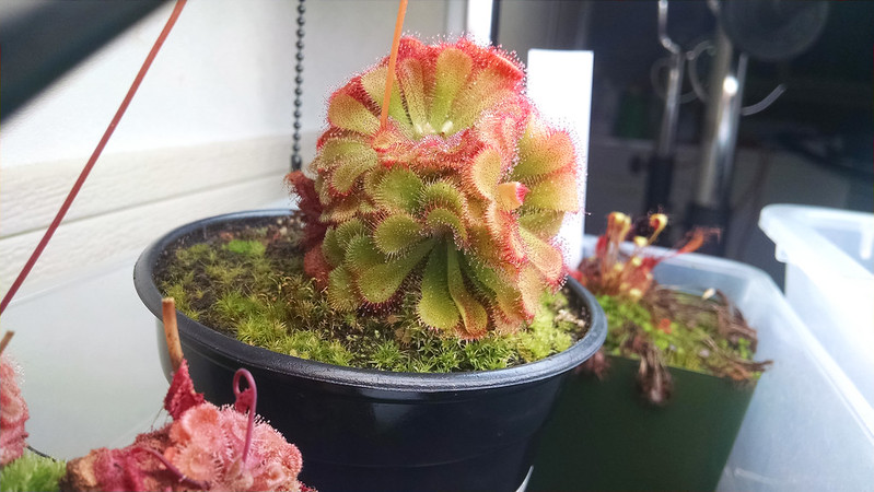 Drosera aliciae with multiple growth points.