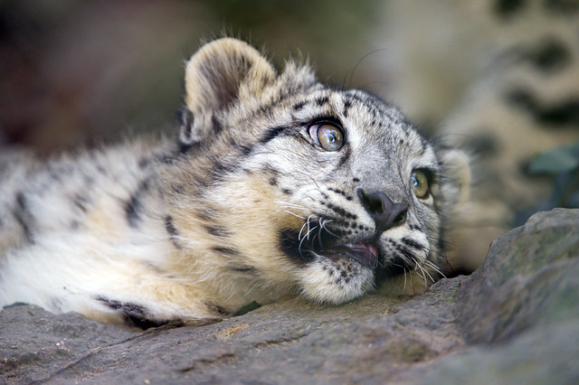 Funny cute lying snow leopard