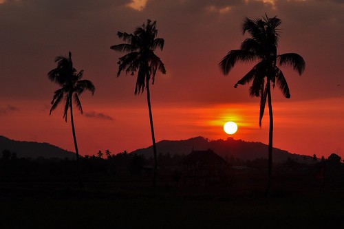 trees sunset sun rural nikon asia southeastasia village coconut malaysia kampung sabah kelapa nationalgeographic pokok d90 kotabelud afsvrzoomnikkor70300mmf4556gifed flickraward unlimitedphotos discoveryphotos sangkir taungusi
