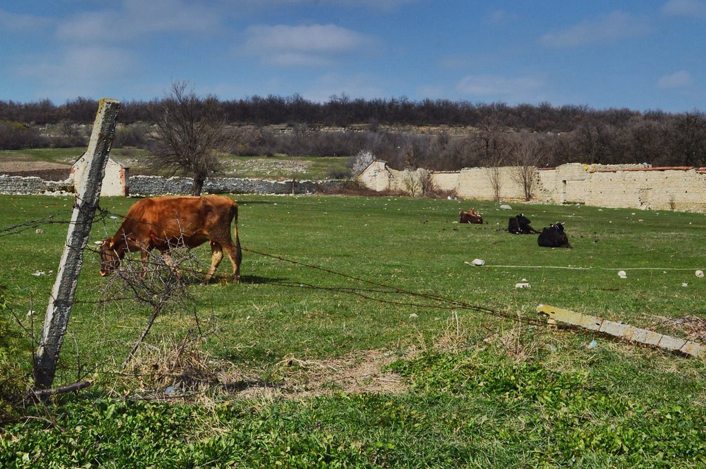 Local cows - Bulgaria