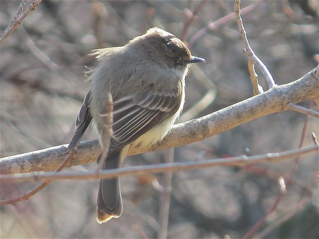 Eastern Phoebe at Ewing Park in Normal, IL 02