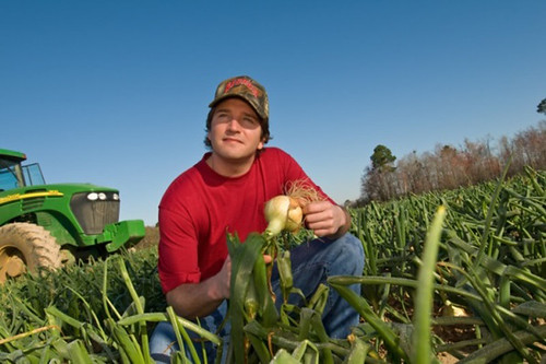 Vidalia Onions are only grown in Georgia. In the past 5 years, the Vidalia Onion Committee increased its focus on research. After seeing consumers demand the traditional Vidalia onion, the committee decided to ensure that the onion that they marketed was of the best eating quality. (Photo courtesy of the Vidalia Onion Committee)