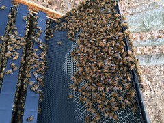 bees IMG_1218