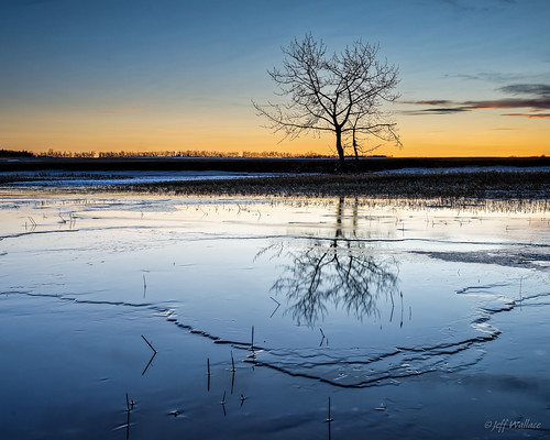 winter canada reflection tree ice silhouette nikon alberta bluehour legal meltwater
