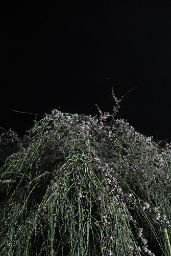 japan night cherry nikon view blossoms 桜 日本 sakura mie j1 taiki さくら 三重 大紀