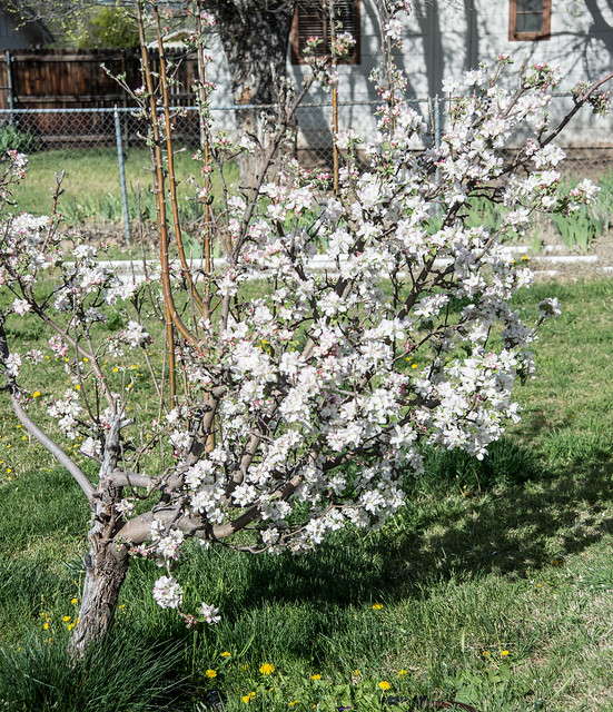 Flowering Apple Tree