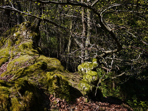tree nature rock landscape photography woods franconia franken felsen reginahoer