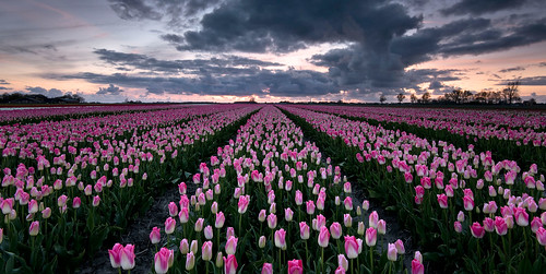 sunset sky flower holland netherlands outdoors evening spring daniel nederland tulip groningen lente bloem bosna tulp uithuizermeeden darok