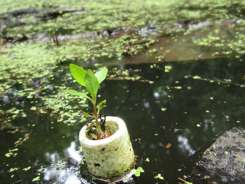 World's smallest floating planter.