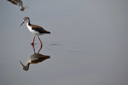 dreams mirrors water reflection shorebird birds pond flood peaceful
