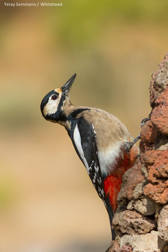 One of the Canary Islands Endemics - the Great Spotted Woodpecker