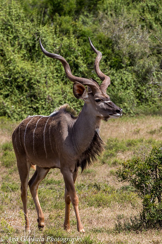 africa south kudu