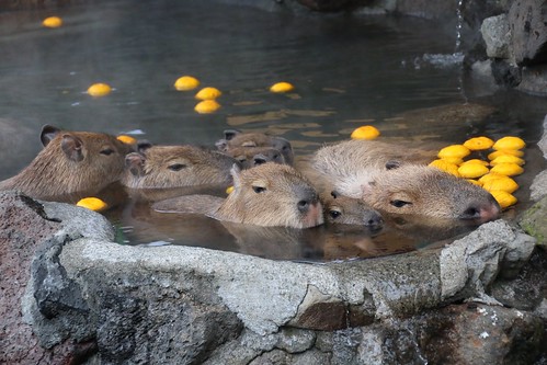 カピバラ Capybara