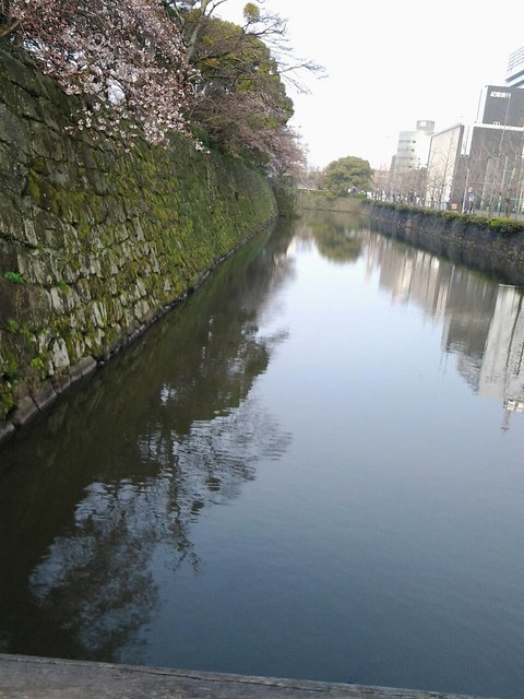 9809和歌山城的櫻花