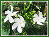 Tabernaemontana divaricata (Pinwheel Flower, East Indian Rosebay, Nero’s Crown, Milk Flower)