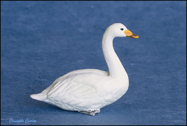 Whooper Swan from EIKOH!  16919544302_2764421c12_z