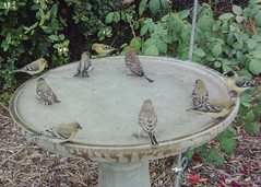 Finches and goldfinches