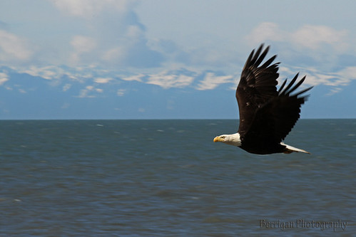 jedibob alaska eagle bald scenic nature outdoors wild birds summer