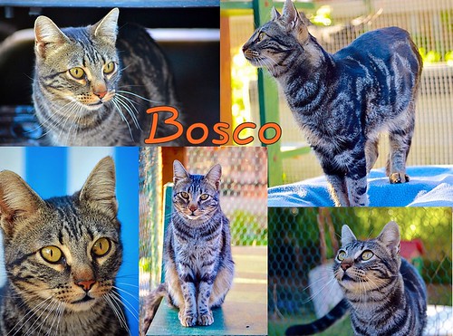 Bosco, gato pardo y negro tabby espectacular, nacido en Julio´13, en adopción. Valencia. ADOPTADO. 16504645564_8f7e59366c
