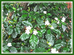 Tabernaemontana divaricata (Pinwheel Flower, East Indian Rosebay, Nero’s Crown, Milk Flower) in the neighbourhood, June 26 2013