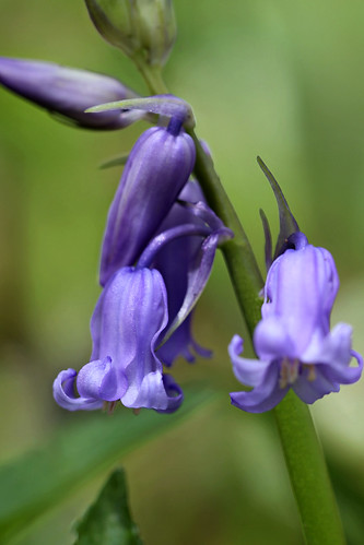Native Bluebell Hyacinthoides non-scripta