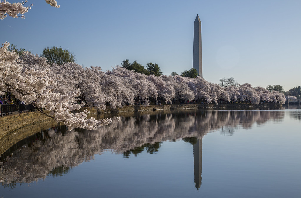 華盛頓的櫻花