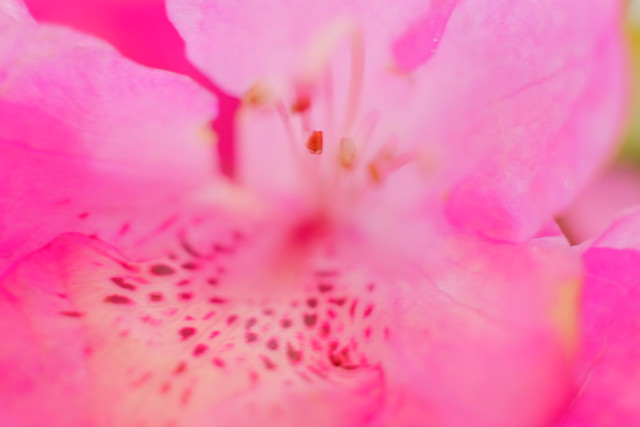 azalea close-up