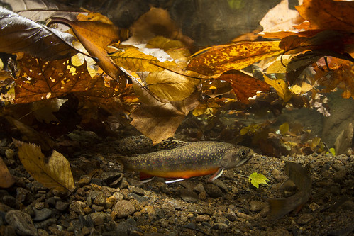 Southern Appalachian Brook Trout spawn in the Fall when brightly colored males court females, who dig nests known as redds in clean streambed gravels. (Copyright photo courtesy Freshwaters Illustrated/Dave Herasimtschuk)