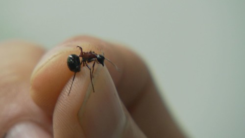 市場上流行的長腳捷蟻是高風險物種