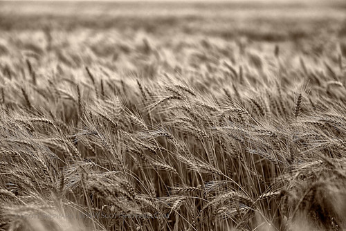 southdakota apotd private published wheat farming wheatfield aphotoaday flickrprivate scottshephardphotography