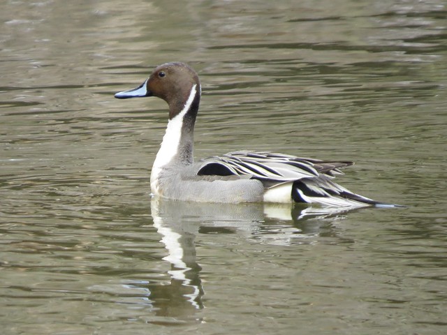 Northern Pintail (male) (Anas acuta) LaBagh Woods Chicago Cook County IL March 2015 Week #11 Jeff Skrentny LaBagh Species #45 2015 IMG_8337