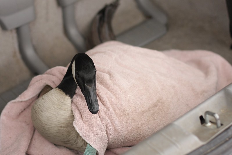 Bethany - our rescued goose