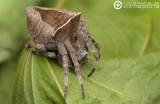 Common Garden Spider- Parawixia dehaani ♀
