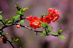 common flowering quince