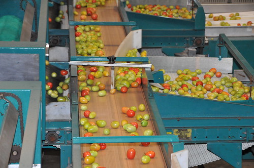 The packinghouse at West Coast Tomato LLC packinghouse in Palmetto, Fla. is nearly completely automated. Almost all of the tomatoes are sized and sorted mechanically. Thanks to meeting USDA audit requirements, the high-volume packer can confidently sell its tomatoes to restaurants, grocery stores, and re-packing companies. USDA Photo by Hakim Fobia.