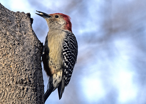 Forest Park: Hungry Red-bellied Woodpecker