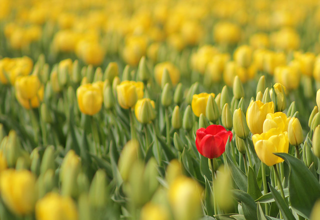 Red tulip in a sea of yellow