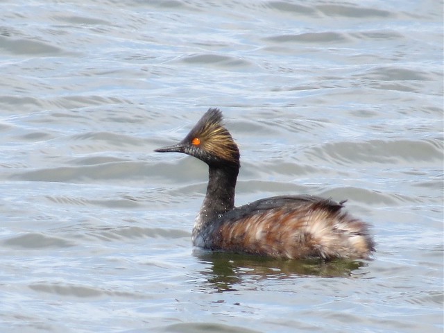 Eared Grebe at Evergreen Lake in McLean and Woodford County 05