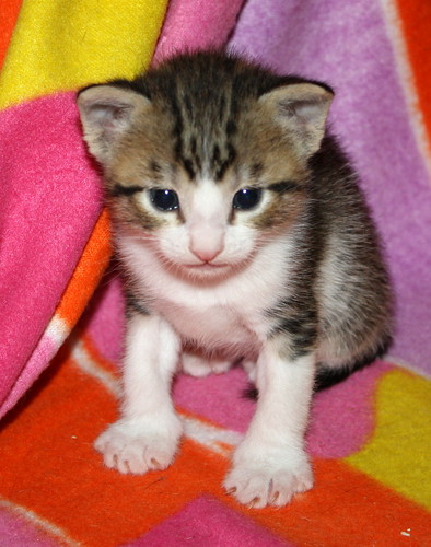 Abbot, gatito pardo y blanco mimosón, nacido en Marzo´15, busca hogar. Valencia. ADOPTADO. 16843262758_5df0bdf96c