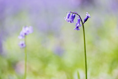 Bluebells in Profile