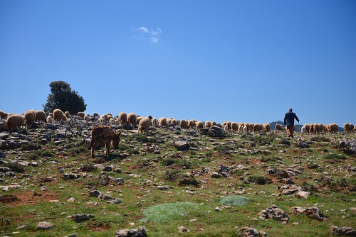 maroc atlas mouton berger âne moyen