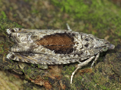 epinotianisella macro moth